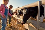 Mädchen und Junge füttern Kühe im Freien